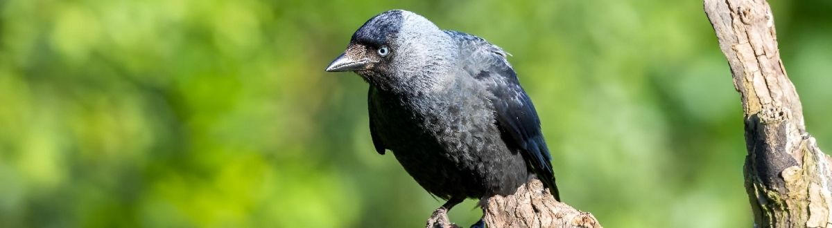 [paste advice page name here]